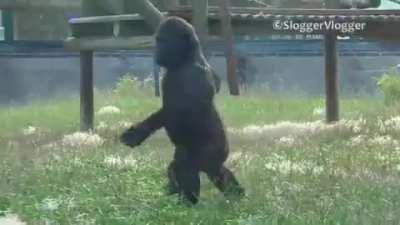 Gorilla prefers walking bipedal