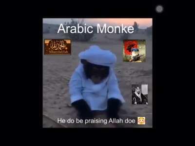 Arabic monke