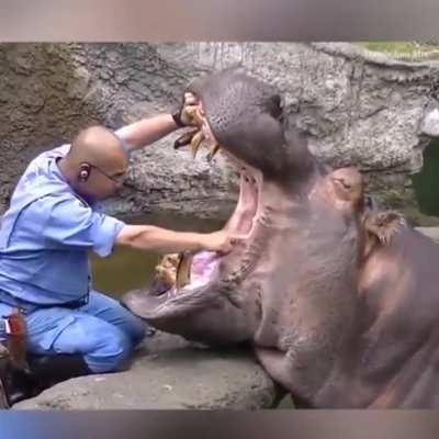 Hippo dentist at work