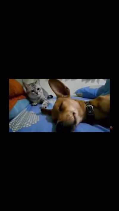 Fuck farty dog in particular