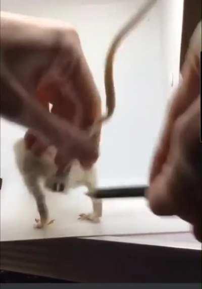 Hopefully no one here has a pencil dick...