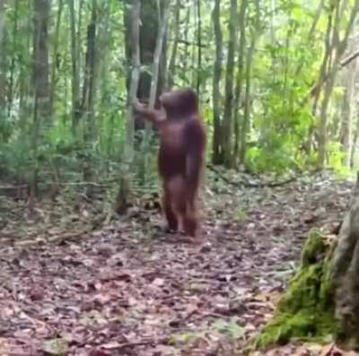 Wildlife camera traps captures this Orangutan.