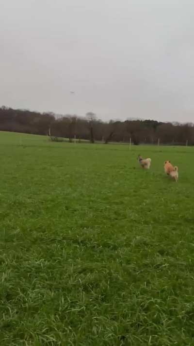 Poor little guy didn't stand a chance.