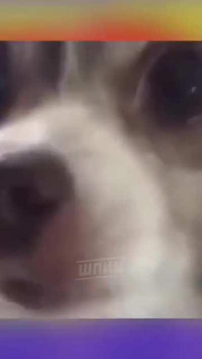 Cara sério isso nunca perde a graça eu já vi 20 vezes e tô rindo demais kkkkkk e se o luba ver, roooi 👉🏼👈🏼