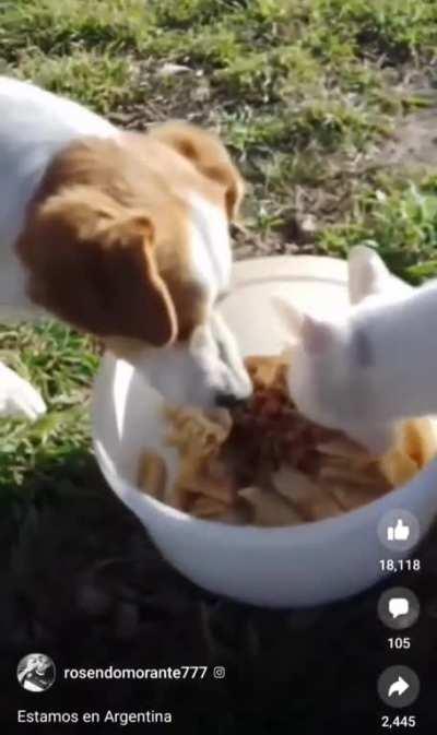 chiquito y mala onda...