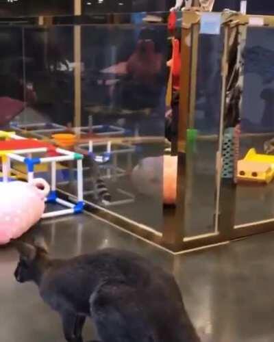 “It looked a lot easier when the cat did it...”