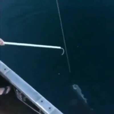 Hammerhead shark? Nah homie, we have bullethead shark.