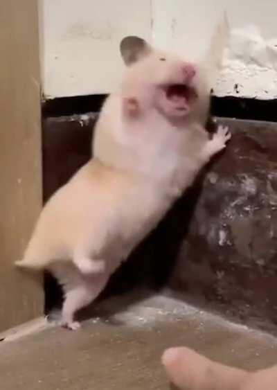 The Mouse Is Very Afraid :)