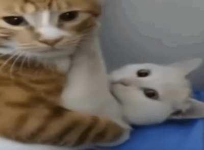 cat of the day 85 (let them love)