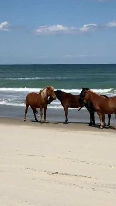 Wild Horses ar Corolla, NC
