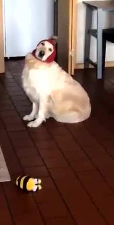 Here's Chica to cheer up your day or night (◍•ᴗ•◍)