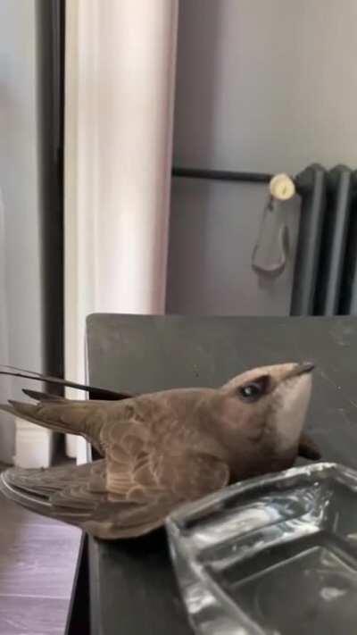 this bird legit looks like a robot. its not real