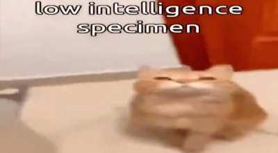 Could anyone recognize the track in this cat video? It sounds like jungle or something adjacent to that and I’m wondering if anyone here knows it. Apologies if not actually jungle