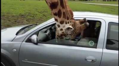 No giraffe was harmed in the making of this video.