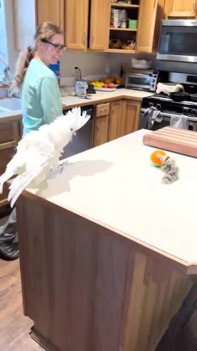 This is Emma. She doesn't like the toy weasel