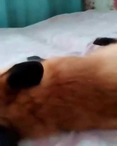 The quest to boop 🦊