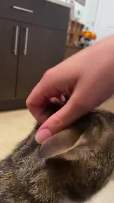 Mary is a very polite fetch player. She always brings her mousie right back for the next round. Very considerate.