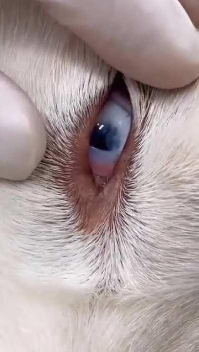 Fan promedio de Bnha