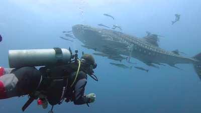 Whaleshark at South West Pinnacle, Koh Tao - 16 May 2021