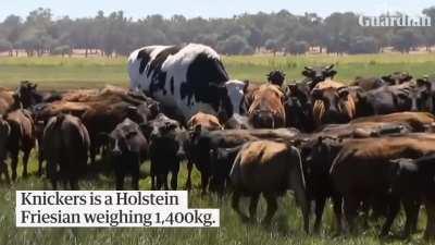The world's largest cow
