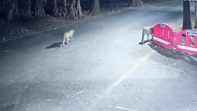 Leopord at yeoor airforce