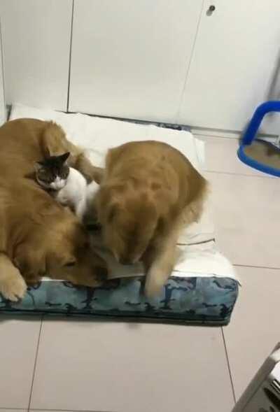 This is how they sleep every night.