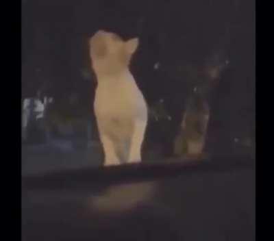 I have laughed at this too many times