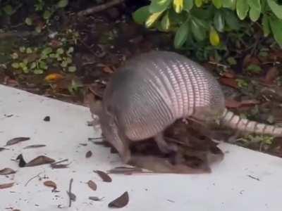 This is how Armadillos collect leaf litter which they use to build nests inside their burrows