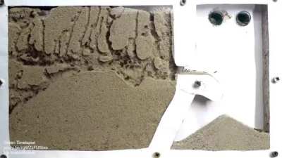 Timelapse of ants tunneling through sand.