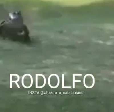 rodolfo