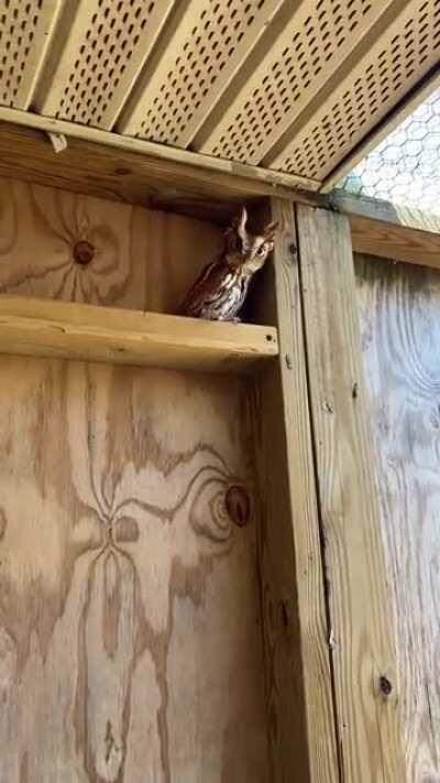 (SOUND) This Eastern Screech Owl was fined for a illegally smol noise complaint
