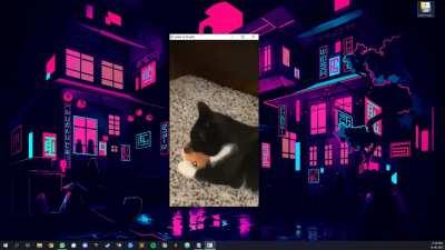 I made an app to play random animal videos from reddit to cheer you up!