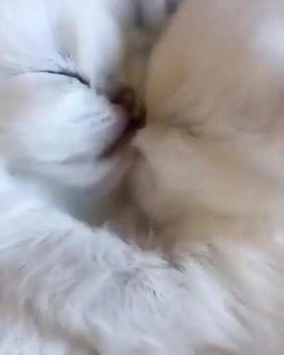 TwO cAtS fIgHt EaCh OtHeR tO DeAtH