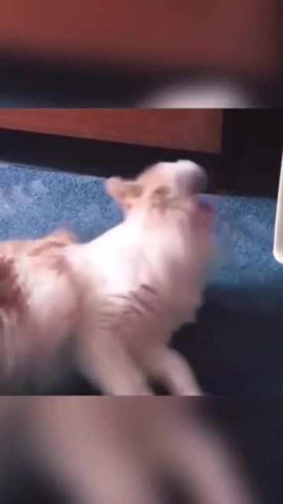 It seems... It hurts a lot...!!!