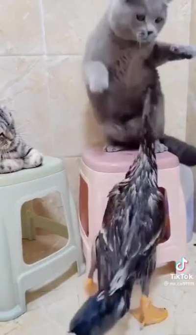 They're attacking cats now