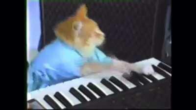 Keyboard cat