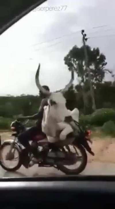 Riding a motorcycle with a horny cow as a passenger