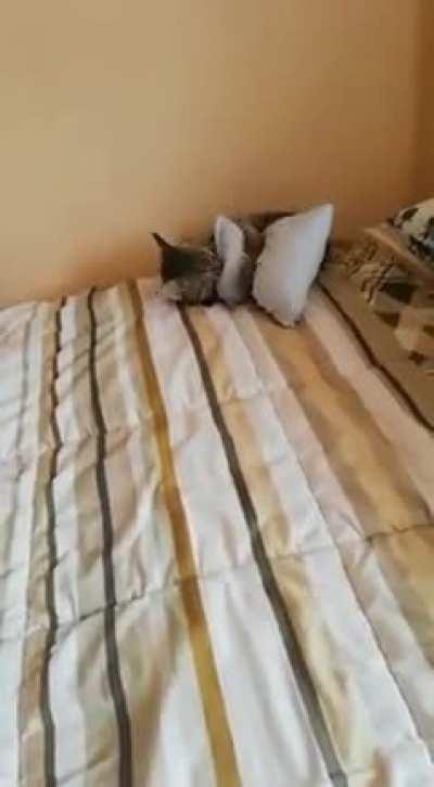 ApeX prEdAtor MurDeRs heLpLesS pReY BeforE FallinG oFf A cLiFf