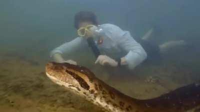 🔥 Newly discovered species northern green anaconda is worlds biggest snake (one found 26feet 440 pounds)