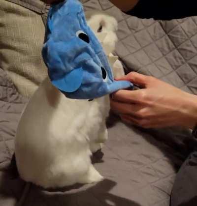 We tried... do your buns like accessories?