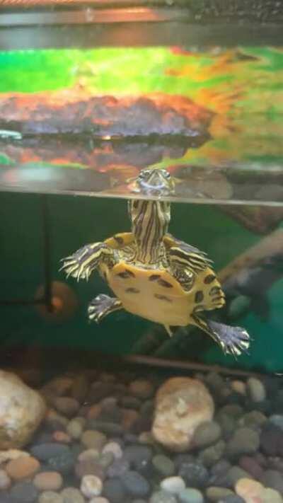 Ever see a turtle get so excited for food?