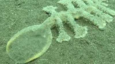 Nudibranch taking a bite.