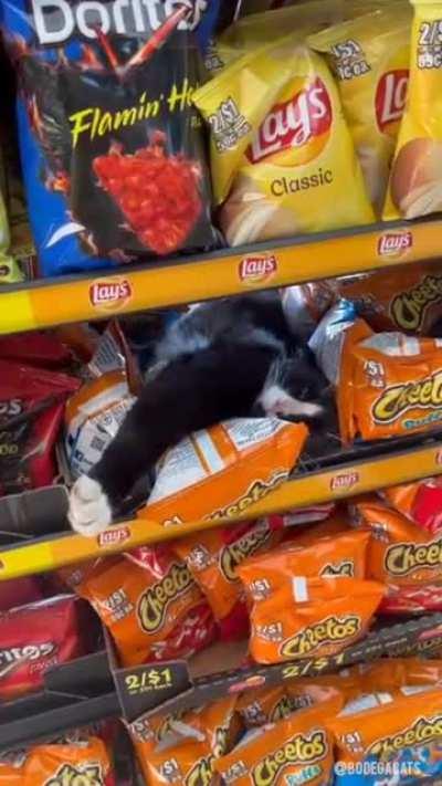 I hope to someday be reincarnated as a bodega cat 🐱