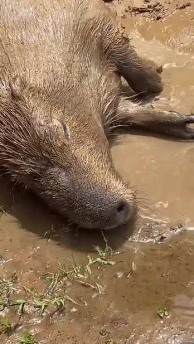 Si muero, quiero reencarnar en un carpincho