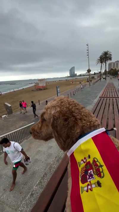 Mi perro, Pepo, el patriota de Barcelona 