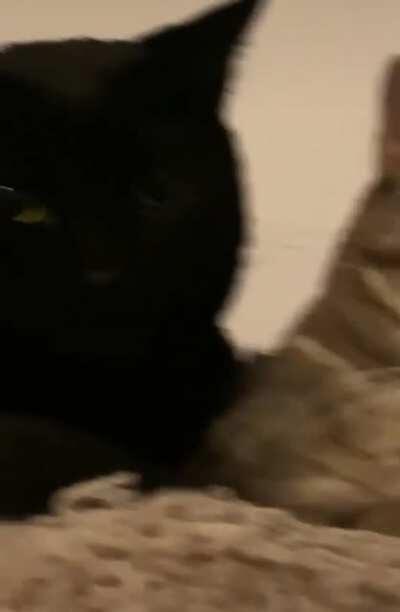 Animlas being jerks and animals being bros collide