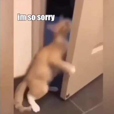 Cat vs The World (KLR Productions)