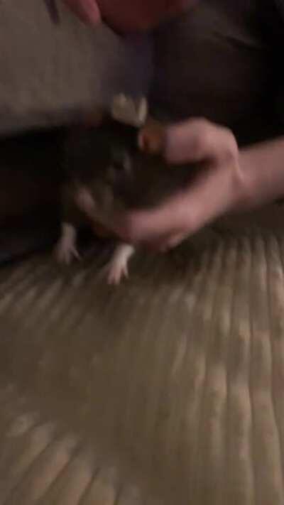 Startled grabbies from Indy when we finally got his little Christmas hat on!