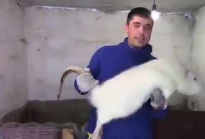 What's this rat been eating? Nuclear waste blended with steroids and creatine???