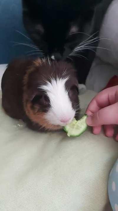 cute guinea & kitty moments